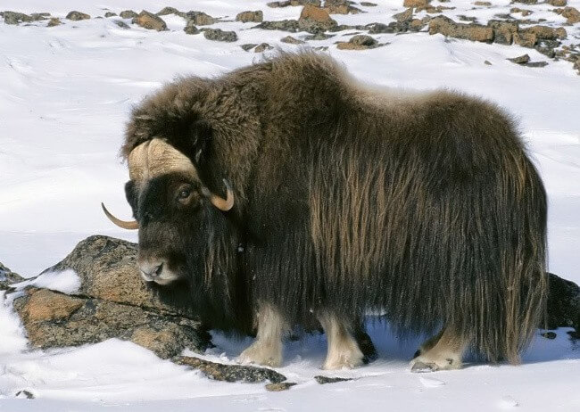 Wild Yak