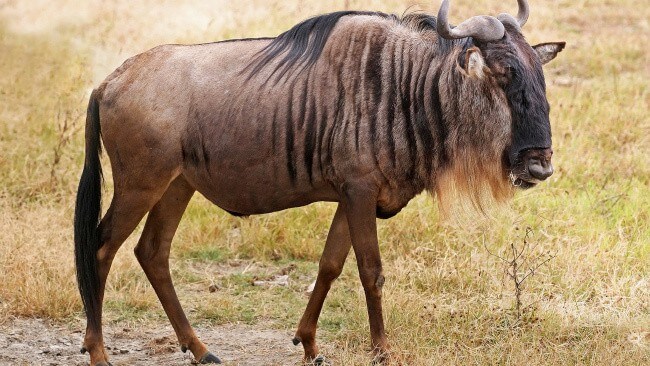 Wildebeest