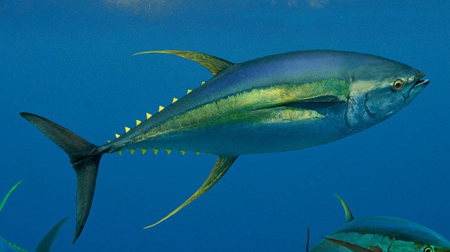 Yellowfin Tuna