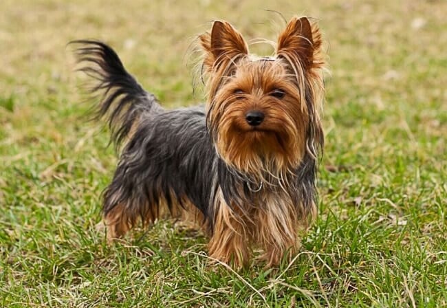 Yorkshire Terrier