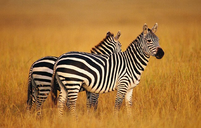 Zebra