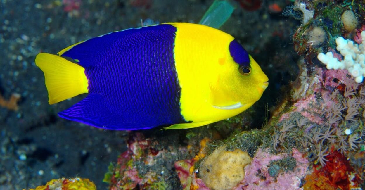 Bicolor Angelfish