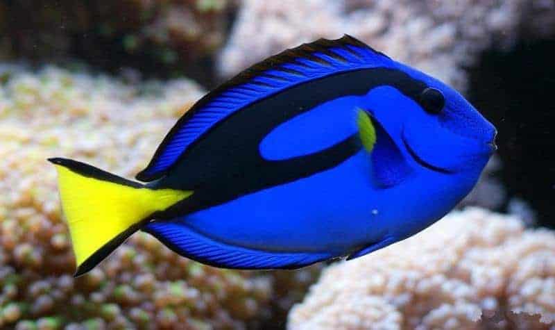 Blue Tang