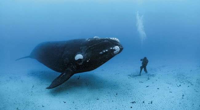 Bowhead Whale