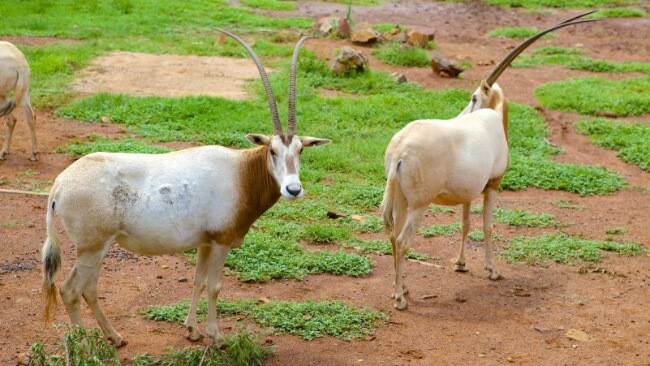 Bronx Zoo