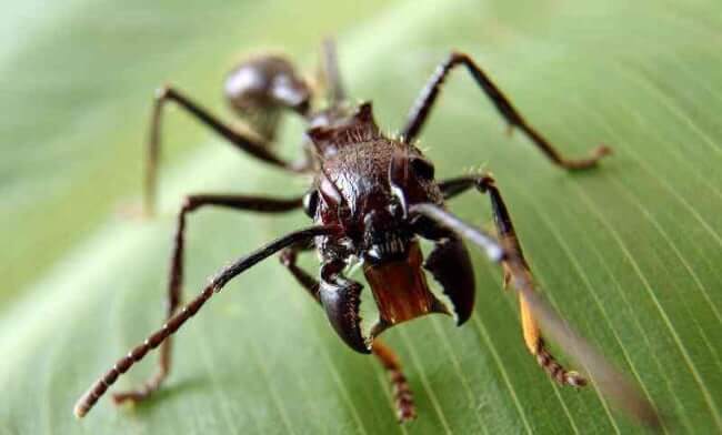 Bullet Ant