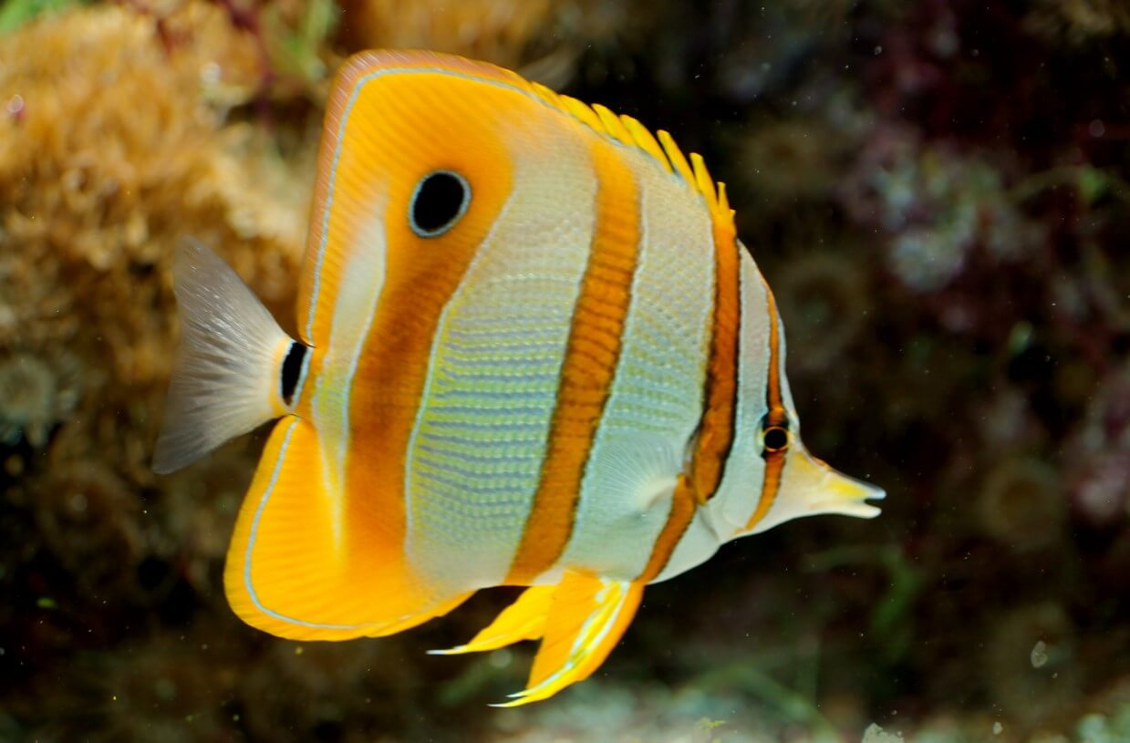 Butterflyfish