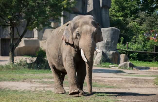 Columbus Zoo