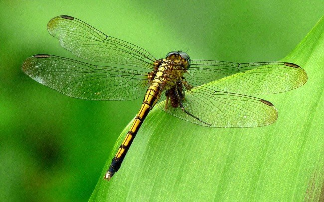 Dragonfly