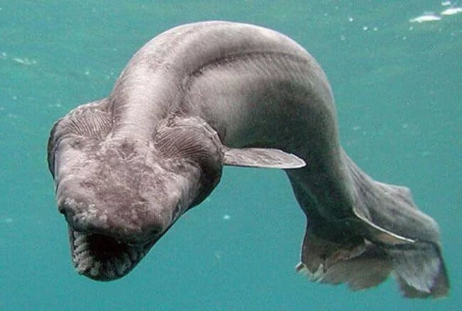 Frilled Shark