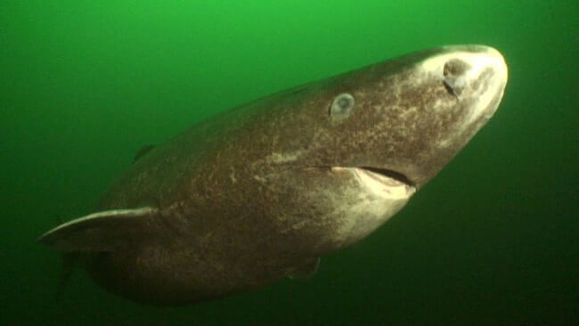 Greenland Shark