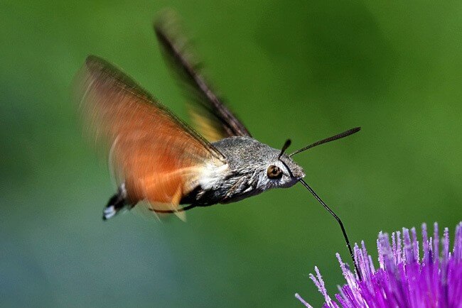 Hawkmoths