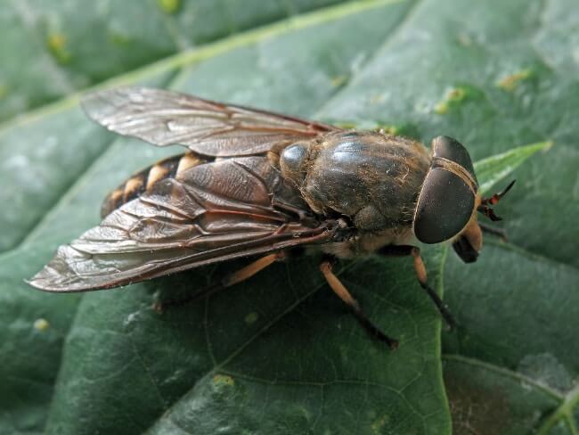 Horse Fly