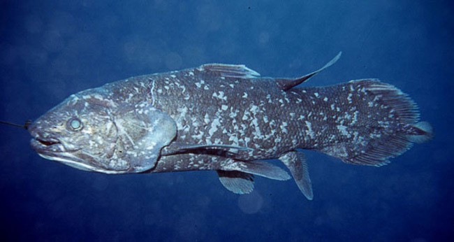 Indonesian Coelacanth