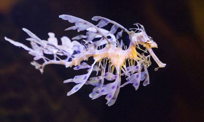 Leafy Seadragon