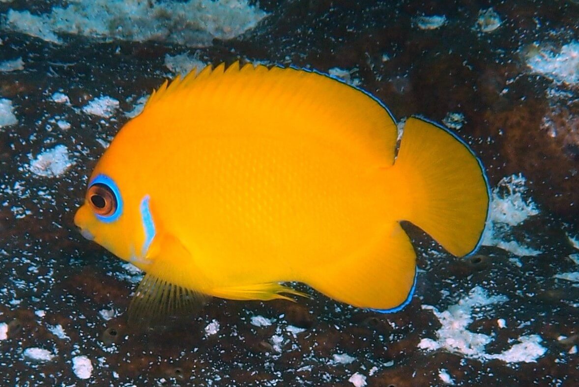 Lemonpeel Angelfish