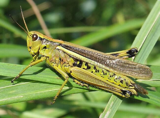 Locusts