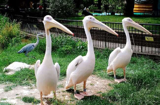 London Zoo