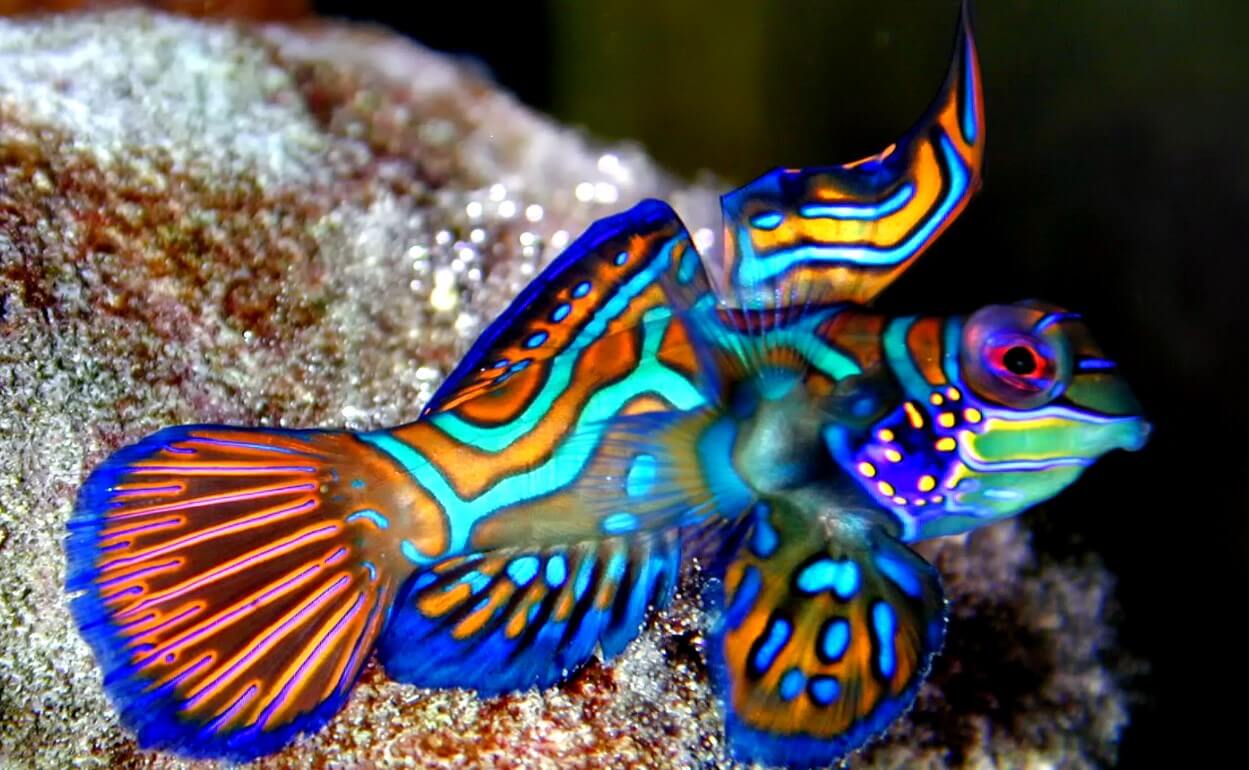 Mandarinfish