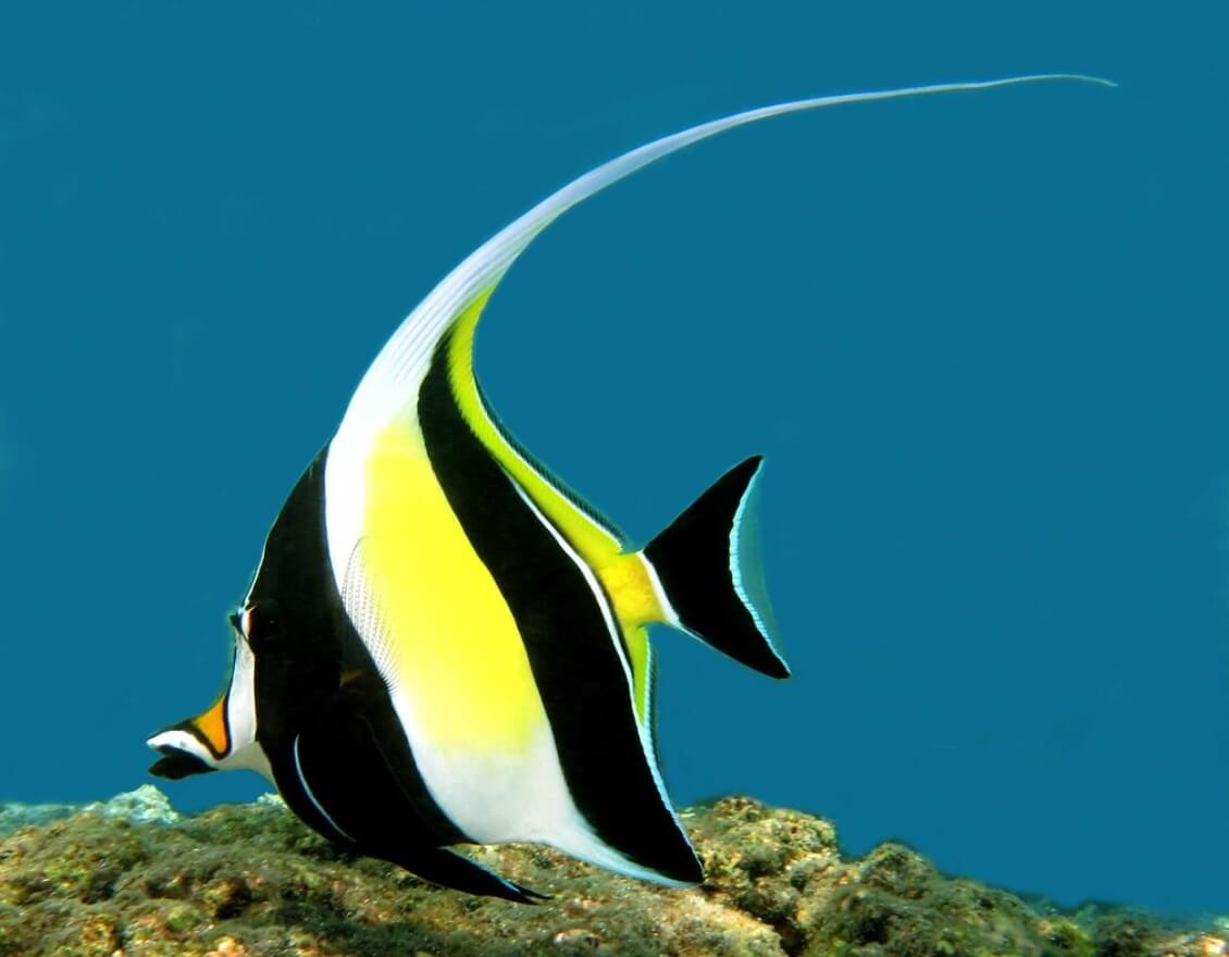 Moorish Idol