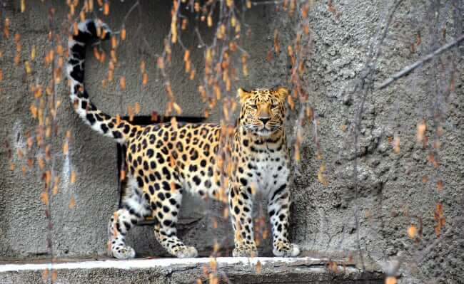 Moscow Zoo