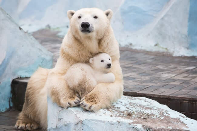 Novosibirsk Zoo