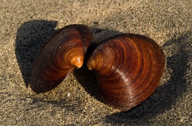 Ocean Quahog