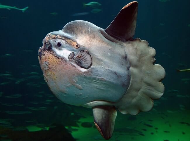 Ocean Sunfish