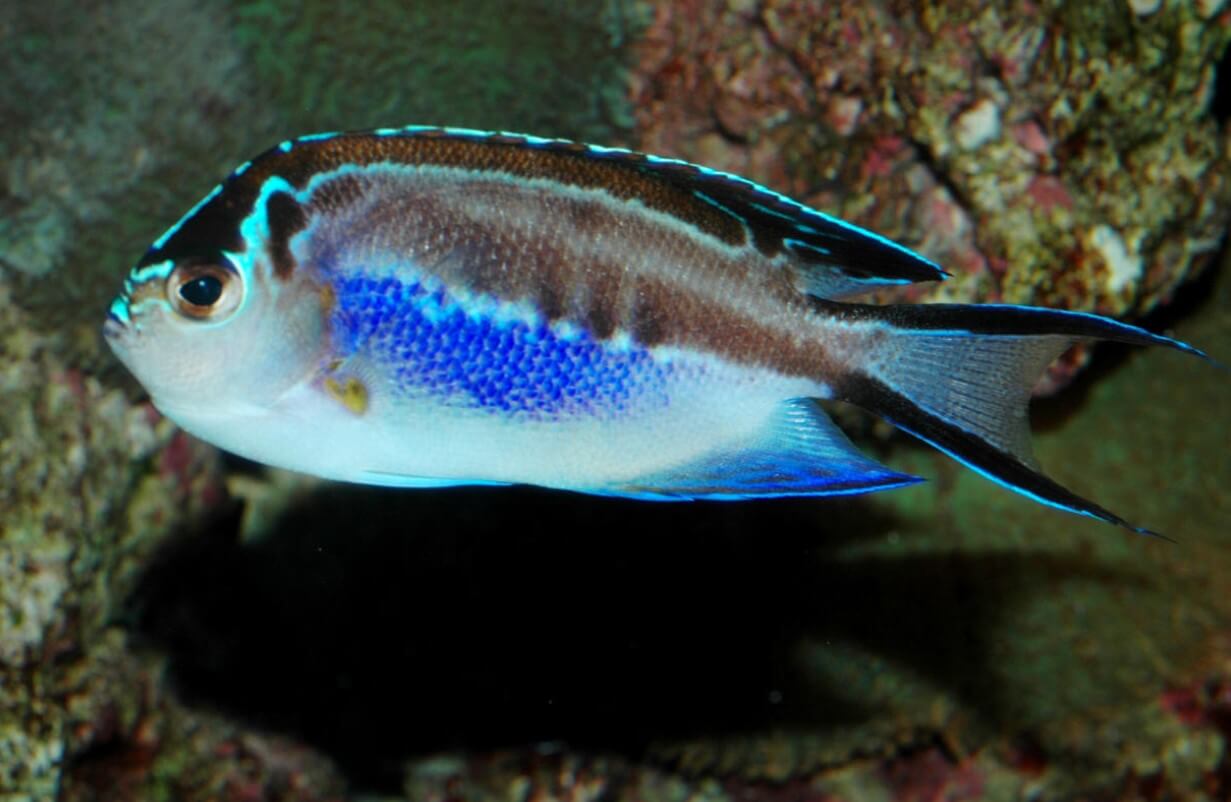 Ornate Angelfish