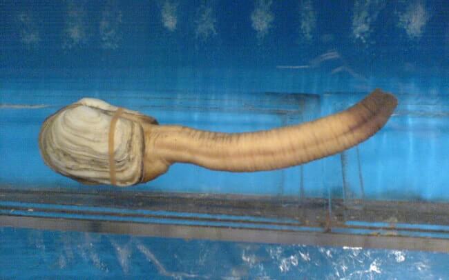 Pacific Geoduck