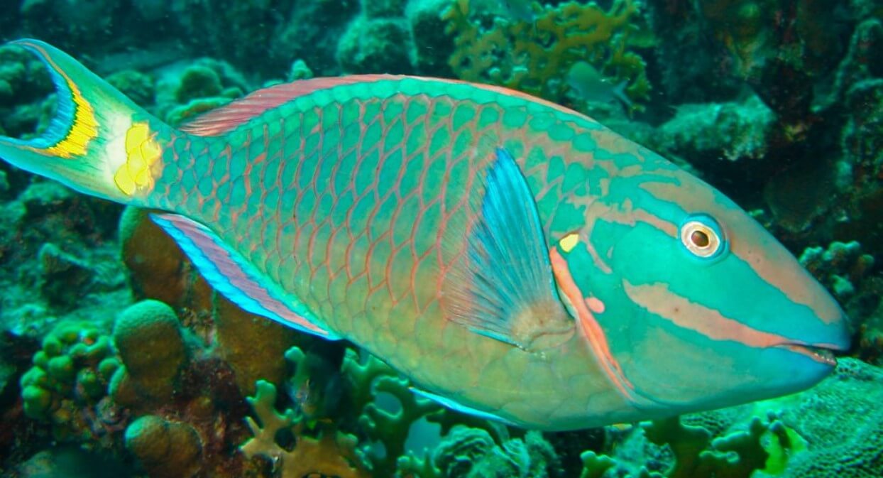 Parrot Fish