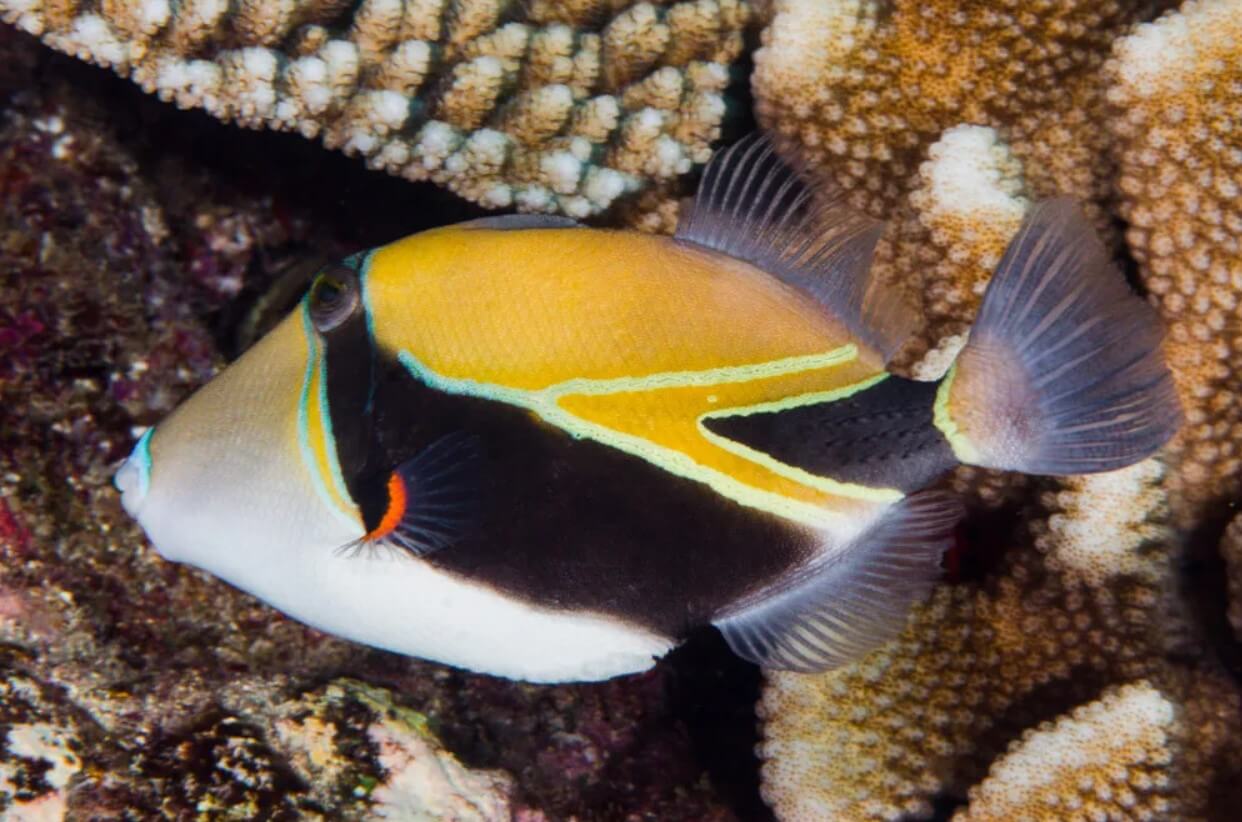 Reef triggerfish