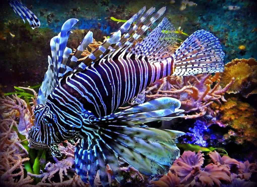 Red Lionfish