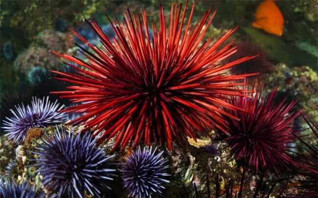 Red Sea Urchin