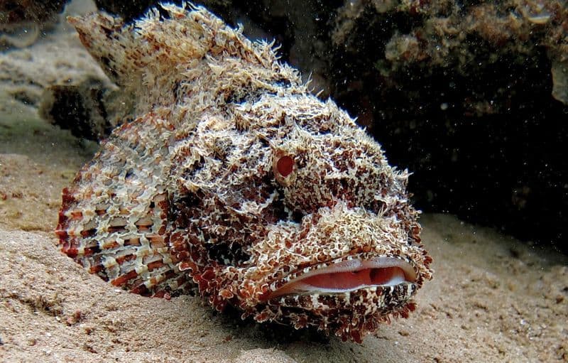 Reef Stonefish