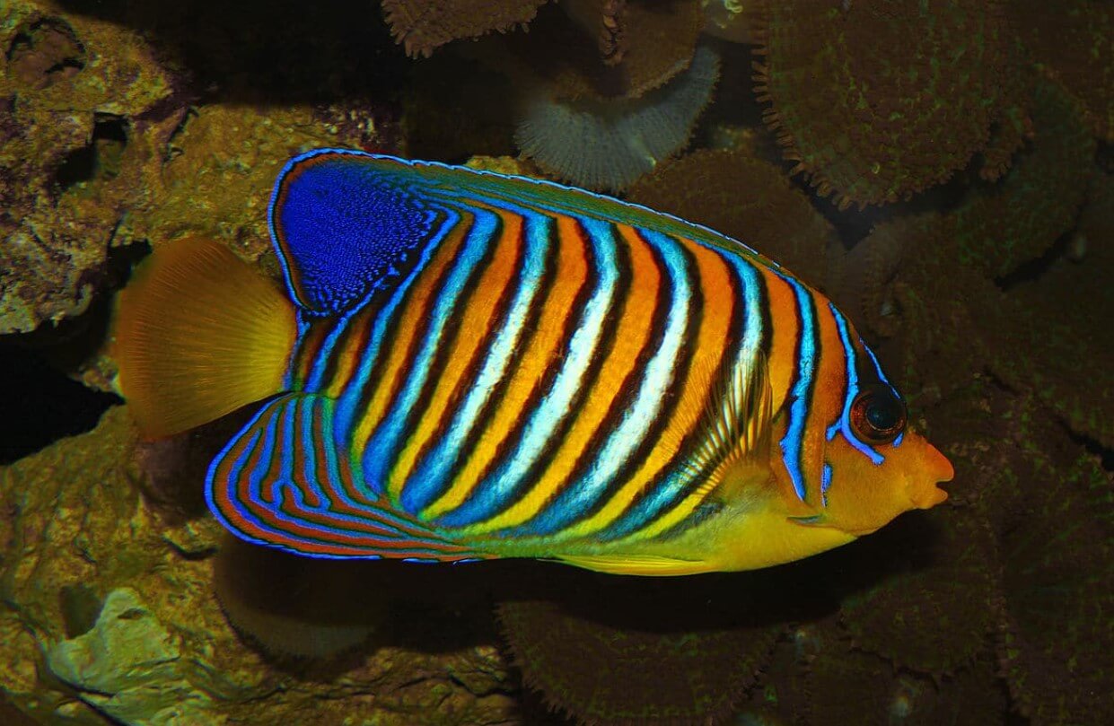 Regal Angelfish