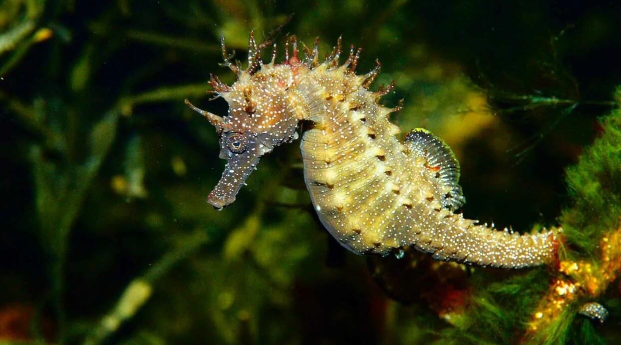 Seahorse