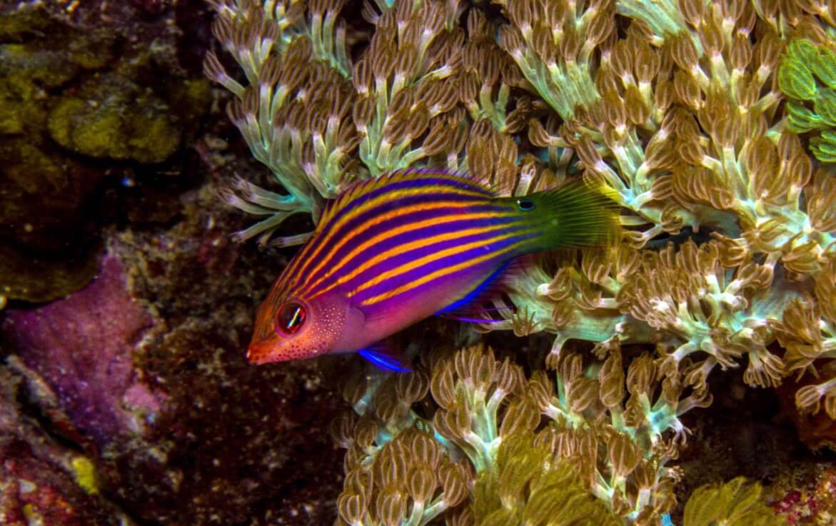 Six Line Wrasse