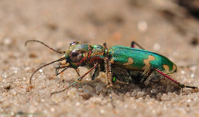 Tiger Beetle