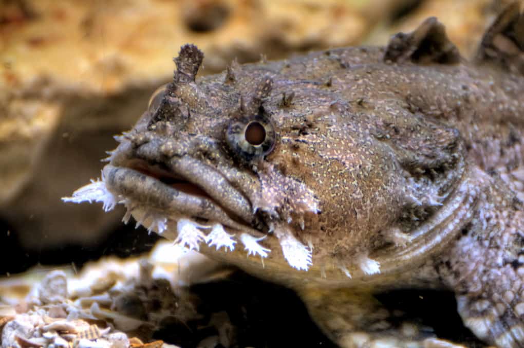 Toadfish