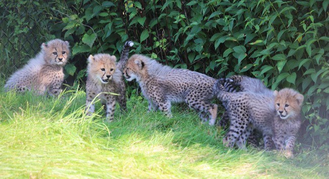 Toronto Zoo