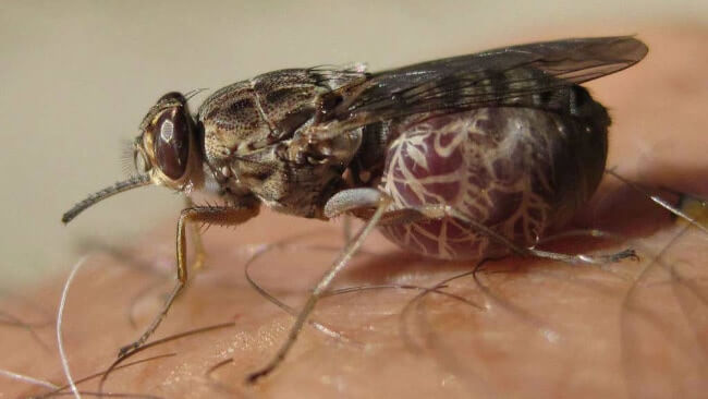 Tsetse Fly