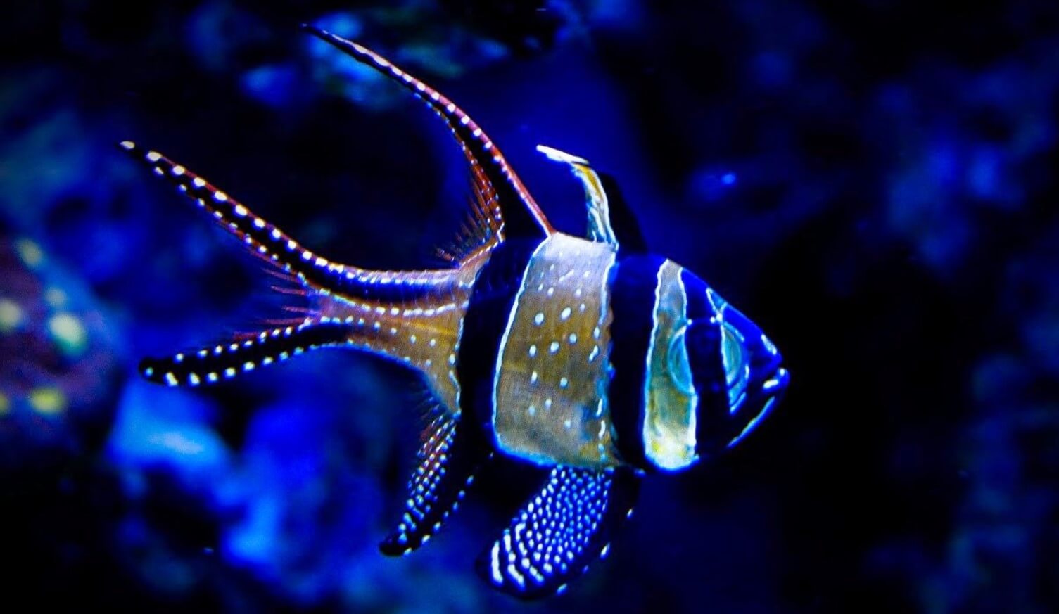 Banggai cardinalfish