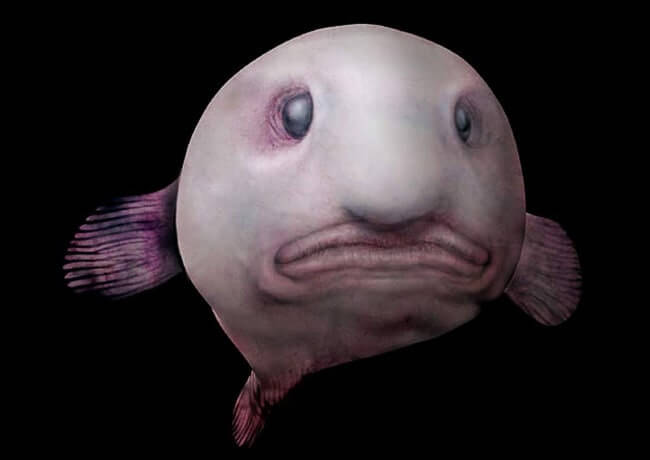 Blobfish