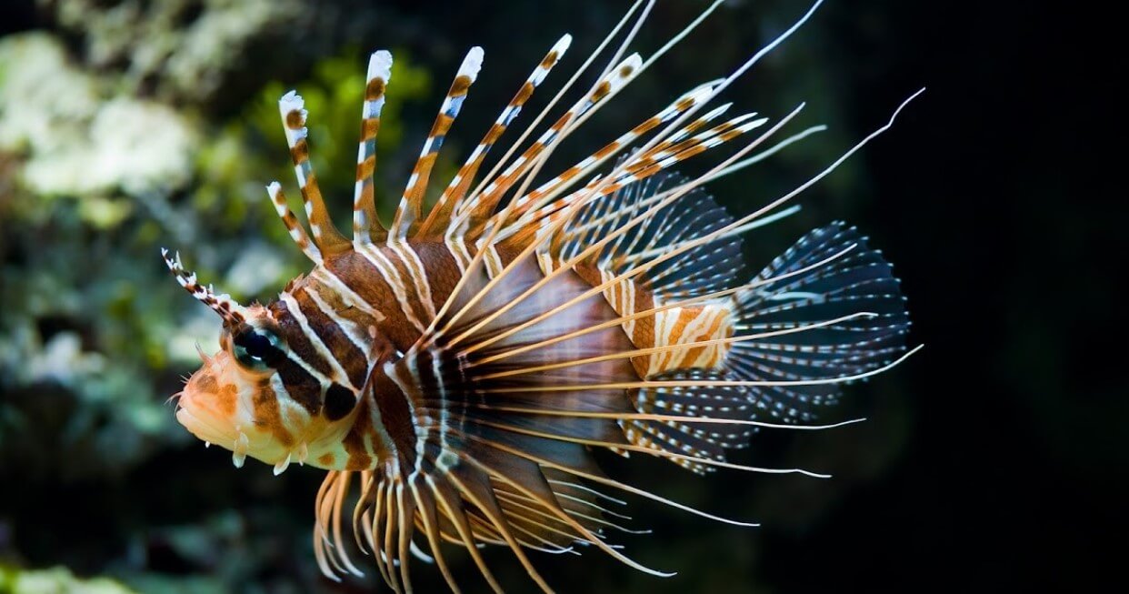 Radiant Lionfish