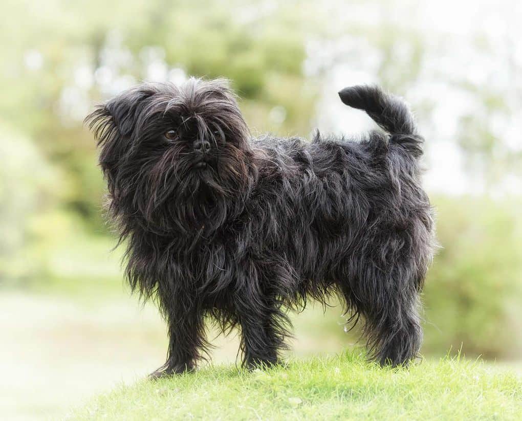 Affenpinscher