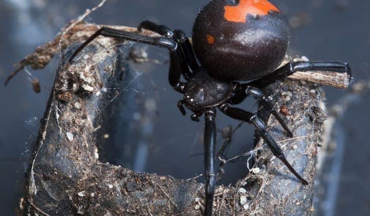 Australian Black Widow