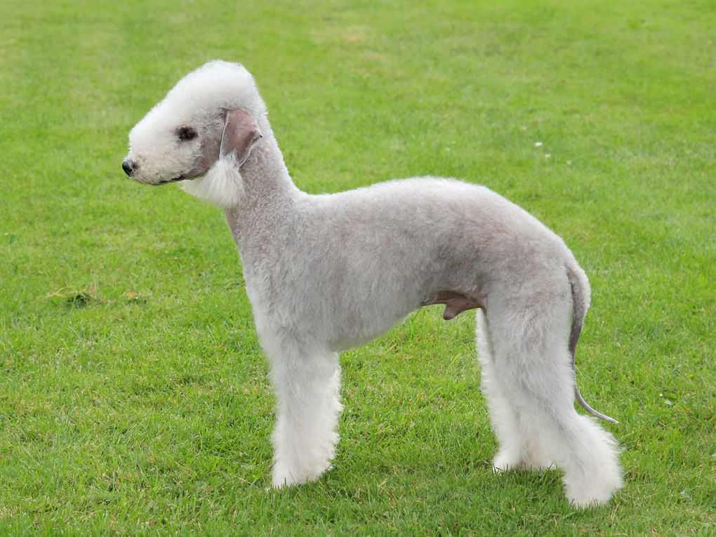 Bedlington Terrier