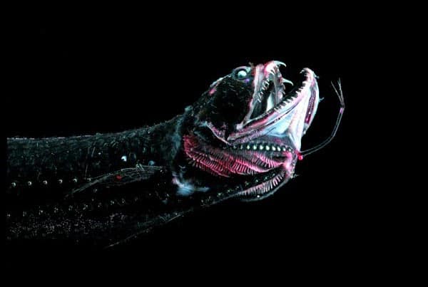 Black Dragonfish