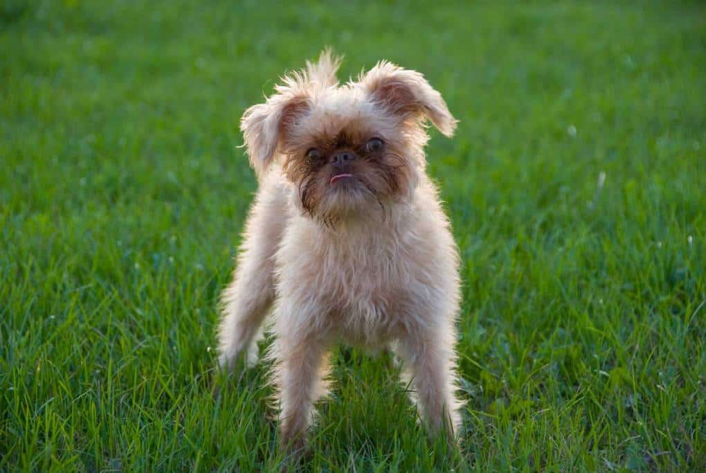 Brussels Griffon